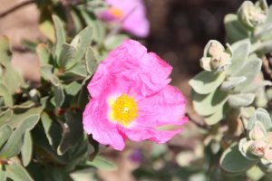 Frühling in der Algarve: das Foto zeigt eine hübsche rosa Blüt einer wilden Blume. Sie hat in der Mitte einen gelben Kern.