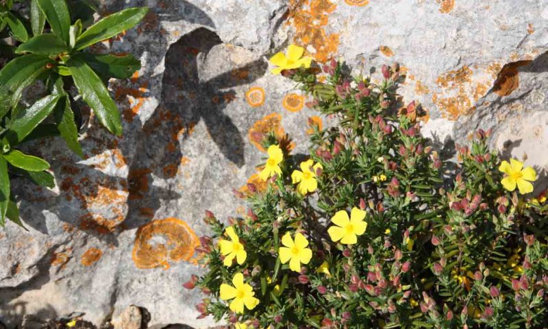 Frühling in der Algarve, gelbblühende Blumen sind auf bemoosten Stein.
