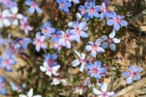 Frühling in der Algarve mit kleinen, violetten Blumen die an einem der unzähligen Büsche blühen.