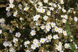 Frühling in der Algarve mit kleinen, weißen Blumen die an einem der unzähligen Büsche blühen.