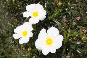 Frühling in der Algarve, hübsche , große und weiße Blume